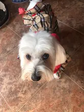 Dress Costume Dog-Puppy-Clothes PET PETCIRCLE Small Dog Classic Check Fit Pet-Cat All-Seasons