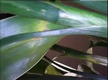 Cámara endoscopio Industrial de 3,9mm, 1080P, HD, 4,3 , pantalla IPS, drenaje de tuberías, cámara de inspección de conductos, IP67, cámara de serpiente con 32GB