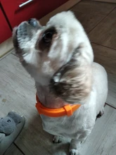 Collar que elimina pulgas y garrapatas para perros y gatos, repelente de mosquitos e insectos, Collar para gatos de pulga y garrapata de hasta 8 meses