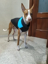 Chaleco impermeable para perros grandes y pequeños, abrigo cálido de invierno para cachorros, ropa para mascotas, 4XL, 5XL, nuevo