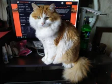 Muñeco eléctrico de peluche con forma de pez en movimiento para niños, juguete interactivo con carga USB para mascotas