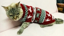Antumn-ropa de invierno para gatos abrigo de suéter Katten para perros, disfraz de gato para perros pequeños, Chihuahua, Pugs, Bulldog francés