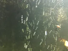 Pump Diffuser Tube Bubble-Bar Oxygen Aquarium Air-Stone Fish-Tank Wall Hydroponic Hose