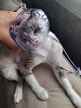 Bozal transpirable Para perros y gatos, mascarilla antimordeduras, máscara Para la boca Para gatitos y mascotas, bozal Para limpieza de baños de gatos, herramienta Para Gat