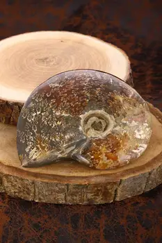 

DR Stone Natural Stone-Women Ammonite Fossil Dekorluk Stone 20 ODR38