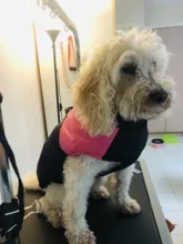 Jacket Yorkshire Terrier Padded-Coat Pet-Dog-Clothes Winter for Pitbull Chihuahua Warm