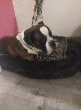 Mascota grande perrera Fuzzy felpa redonda gato cama casa larga suave perro de peluche cama nido de invierno cálido gato durmiendo alfombrilla cama para mascotas gato de casa