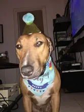 Banner-Accessories Collar Pet-Party-Supplies Birthday-Party-Decor Dog Cat Scarf Hat 