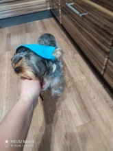 Dog-Sunscreen-Accessories Cap Baseball-Cap Canvas Small Outdoor Summer Hat Pet-Dog