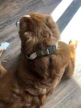 Collar de perro personalizado con grabado de nombre libre, hebilla de Metal fuerte, táctico, perro militar, con mango de Control, liberación rápida