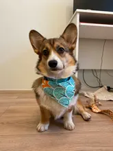 Pañuelo para perro, accesorios para perro, dibujo de fruta, piña, algodón, a cuadros, lavable, babero para perro y gato