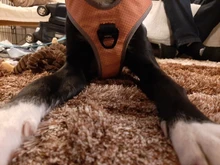 Pet-Harness Truelove Walk Padded Seat-Belt Handle Reflective-Dog Adjustable Small Soft