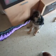 Dadugo-collares de nailon con clip ajustable para perros, hebilla para cabeza de nailon, tamaño s/m/L/xl, 6 colores, envío directo