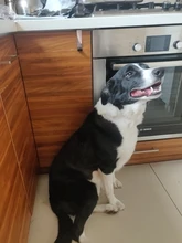 Dog Clipper Shaver-Machine Pet-Hair-Trimmer Grooming Electric Professional Rechargeable