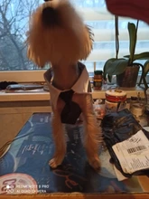 Pajarita a rayas para perro y gato, Collar ajustable para mascotas, corbata blanca para perro, y boda para fiesta, 2020