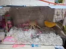 Bird Parrot Supermarket Intelligence Mini Mouse Cat Toy 1pc Funny 12--11.5--7.5cm