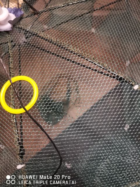 Strong 4-20 Holes Automatic Fishing Net Shrimp Cage Nylon Foldable