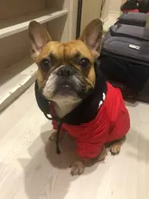 Jacket French Bulldog Dog Winter SUPREPET Coat Pet-Dog Dogs Large Cotton for Warm Perro