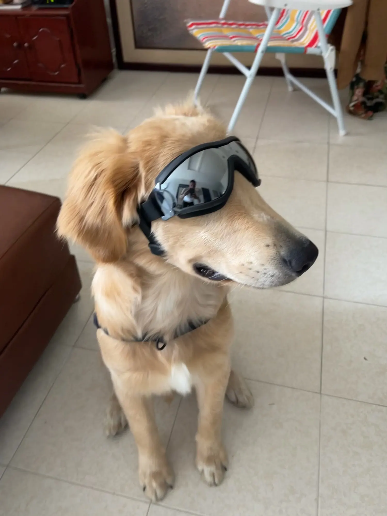 Adjustable Goggles for Dog Waterproof, Windproof and AntiUV Goggles