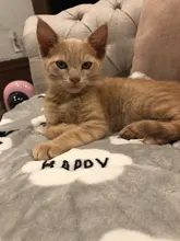 Mattress Pet-Blanket Dog-Bed-Cover Pet-Sofa-Cushion Bulldog Small-Dogs Warm Chihuahua