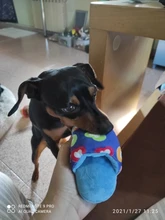 Chanclas de felpa para mascotas mordedores de juguete para perros pequeños, Chihuahua, Pug, chirriantes, juguetes para perros, chillones, suministros para mascotas, Honden Speelgoed