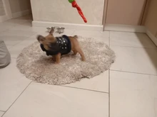 Vest Dog-Harness Dogs-Clothes Yorkshire Padded Puppy Chihuahua Warm Cool for Small Cats