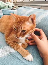 Etiqueta de identificación de Gato de acero inoxidable para mascotas, etiquetas de nombres de mascotas, Collar para gatos, accesorios con teléfono, sexo y etiquetas de nombres, grabado gratis