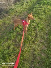 Arnés para gato de malla de nailon, chaleco reflectante para perro, conjunto de arnés y correa para Chihuahua, Pug, correa de plomo pequeña y mediana para caminar