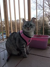 Mesh-Vest Harness Leash Walking-Lead Cat Small Dog Kitten Adjustable Puppy Nylon Mewoofun