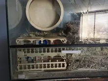 Hamster Maze Wooden Tube Tunnel Cage Seesaw House Swing Small Animals Pet Interactive