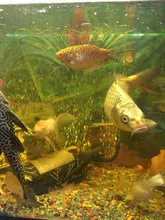 Pump Diffuser Tube Bubble-Bar Oxygen Aquarium Air-Stone Fish-Tank Wall Hydroponic Hose