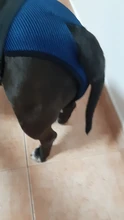 Pañales fisiológicos para mascotas, bragas sanitarias para perros y niñas, pantalones cortos, accesorios para mascotas