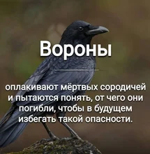 Jaula de piedra Molar para loros, juguete de piedra Blah para aves, periquito, cacatúa, cotorra, productos para mascotas, artículos para aves, novedad de 2020
