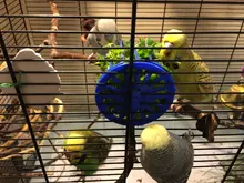 Basket Vegetable-Feeder Bird Pet-Feeding-Supplies Cage Hanging-Toys Fruit 2PCS Multi-Purpose