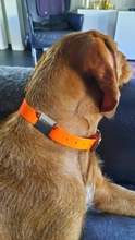 Etiqueta de mascota personalizada para Collar Etiqueta de perro de acero inoxidable, nombre de identificación, etiquetas de perritos de teléfono para perros, gatos, Bulldog, Yorkies, Dirección de Collar grabado para perro