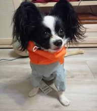 Jumpsuit Raincoat Pet-Cloak Teddy Waterproof-Jacket HOOPET Dogs Chihuahua for Small Cat