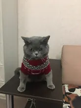 Cute Cat Sweater Costume Winter Warm Pet Clothes Cat Clothing for Cats Katten Kedi Giyim