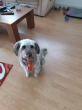 Puppy-Toy Necktie Grooming Dog Cat Adjustable Cute Bow-Tie Printed Cartoon