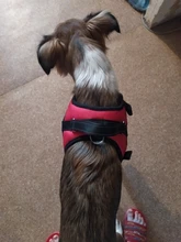 Durable Reflective Pet Dog Harness For Dogs Adjustable Big Dog Harness Pet Walking Harness