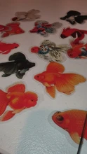 Pegatinas decorativas para manualidades, adhesivos de animales, mariposas, pájaros, Libélula, peces, creativo, bonito, PVC transparente, adhesivo de papelería, 30 unidades
