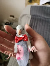 Pájaro loro pañal Cockatiel palomas mascota mediana grande aves traje de vuelo ropa mascotas pájaros heces bolsillo
