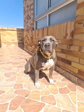 Dog-Chain-Collars Bulldog Pet-Training Stainless-Steel Metal Silver Strong for Large