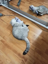 Doll-Pillow Cat-Toy Cat Mint Simulation-Fish Grass-Carp Funny New Pet-Molar