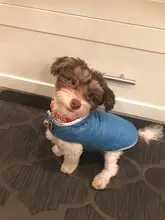 Dog-Down-Jacket French-Bulldog-Vest Pet-Chihuahua-Coat Dogs Reflective Reversible Winter