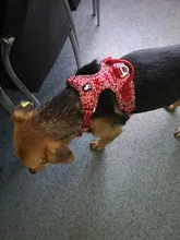 Truelove-arnés Floral sin tirones para mascotas, tela de algodón transpirable y reflectante, suave, para gatos y perros pequeños y medianos, para caminar y correr, TLH5655