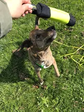 Pocket-Pouch Poop-Bag-Dispenser Treat-Bag Dummy Truelove-Feed Dog Training Dog-Toys Reflective