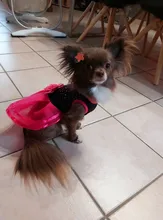 5 unids/lote Pet perro pelo Clips de lazo horquilla flor gatito cachorro aseo suministros para perro pequeño osito Chihuahua