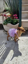 Dress Pet-Clothing Puppy-Cat-Dresses Chihuahua Princess Yorkshire Dogs Small Medium 