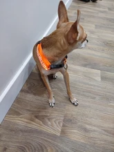 Neck-Belt Pet-Collar Led-Light Flashing Glowing Leopard Night-Safety Nylon Adjustable