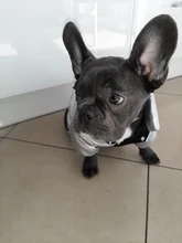 Coat Puppy Clothing Jacket Puppy-French-Bulldog Dogs Waterproof Chihuahua Winter Vest